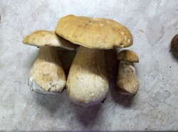 Маринованные белые грибы на зиму